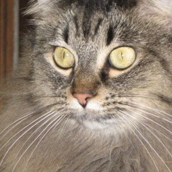 sandycha2003